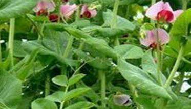 豆荚类蔬菜