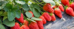 草莓种子的发芽方法