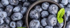 优瑞卡蓝莓怎么种植