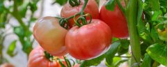 西红柿多久浇一次水