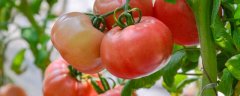 西红柿坐果期施什么肥