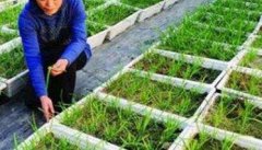 韭菜种植和管理的步骤：育苗、定植与田间管理