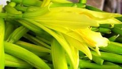 黄花菜的营养价值和医疗作用