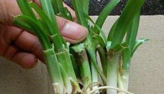 韭菜根种植方法 怎样培育韭菜壮根