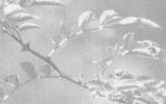 花椒的功效与作用