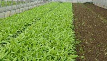 油麦菜如何种植