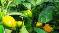 彩椒种植时间 彩椒的种植方法与步骤