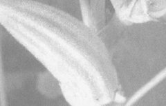 黄秋葵的营养价值－黄秋葵的作用