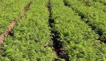 胡萝卜种植方法