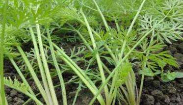 胡萝卜种植技术
