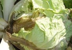 白菜软腐病的防治方法