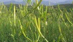 黄花菜的病虫防治方法