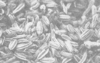 小茴香的功效与作用