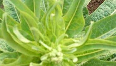 莴笋种植时间是什么时候? 莴笋种植技术