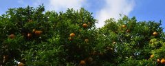 柑橘溃疡病用什么药可以铲除