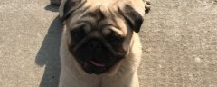 怎样训练巴哥犬，四招让巴哥变得听话