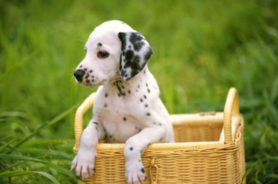 大麦町犬是中型犬吗