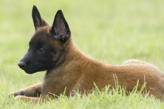 马犬几个月后认主