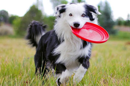 边境牧羊犬怎么训练飞盘