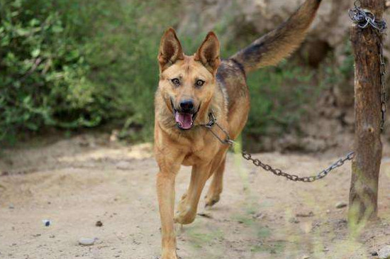 田园犬如何训练