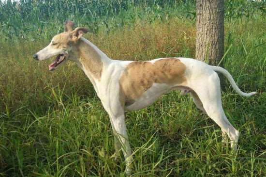 灵缇犬怎么训练