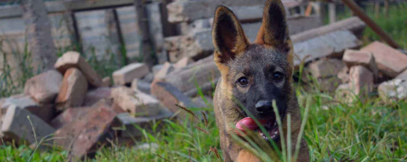 昆明犬怎样训练坐立