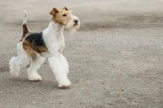 梗犬是什么意思