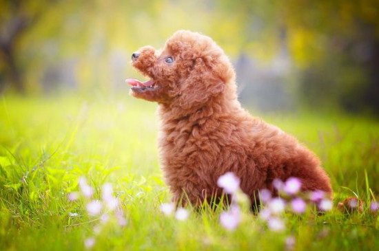 贵宾犬会认第二个主人吗