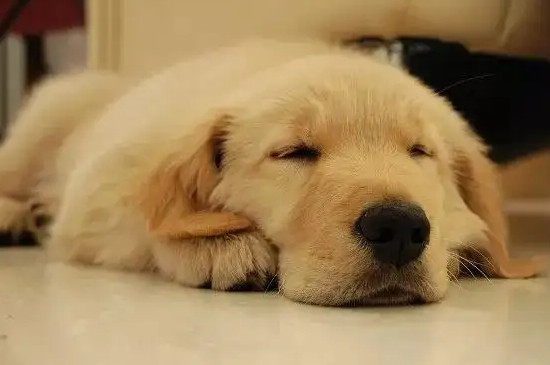 狗狗咳嗽干呕发出咔咔咔的声音怎么办