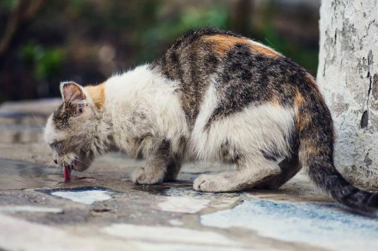 突然不喂流浪猫了会饿死吗