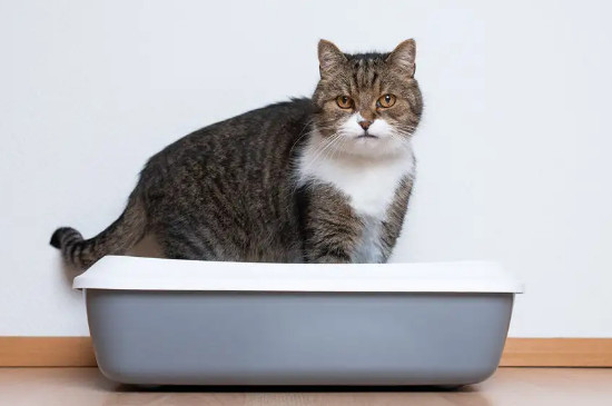 猫粪做肥料的危害