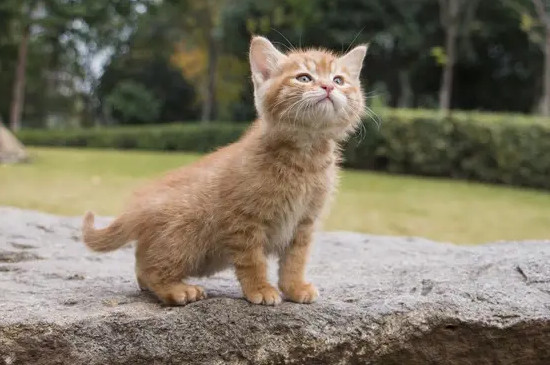 猫最怕的七种东西