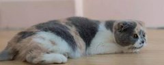 折耳猫有什么缺陷