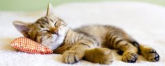 小猫为什么喜欢趴在主人身上睡觉