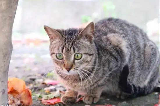 狸花猫会发腮吗