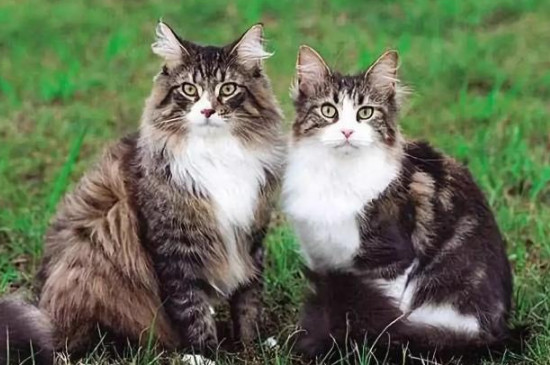 缅因猫种类