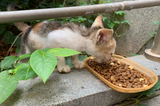 香松对猫有影响吗