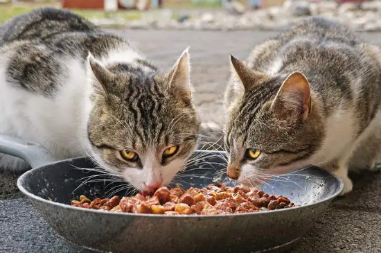 猫咪太瘦了怎么增肥