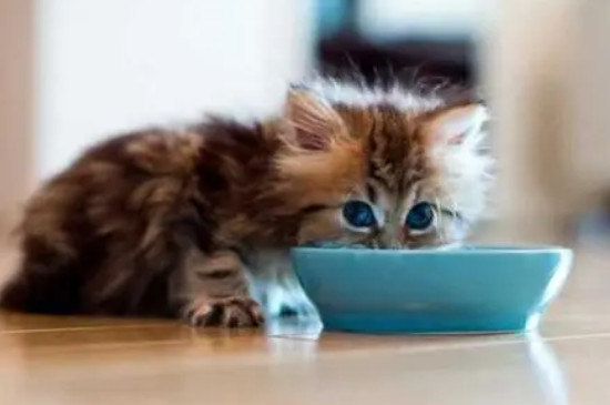 猫咪突然不吃猫粮了怎么回事
