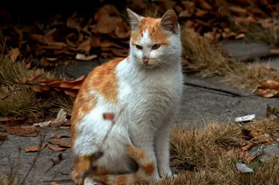 猫咪能吃牛油果吗