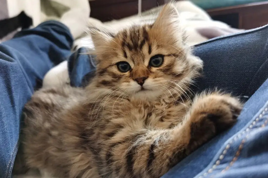 猫咪配对成功几种表现