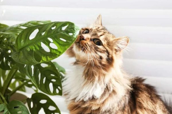 龟背竹对猫有毒吗