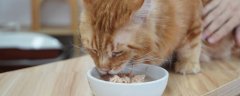 猫粮可以泡水吃吗