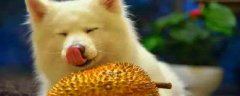 狗可以吃榴莲吗?为什么