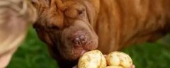 狗狗可以吃土豆片吗