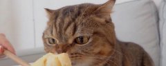 猫咪可以吃榴莲吗