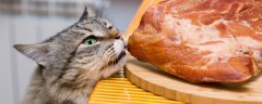 猫能吃生猪肉吗
