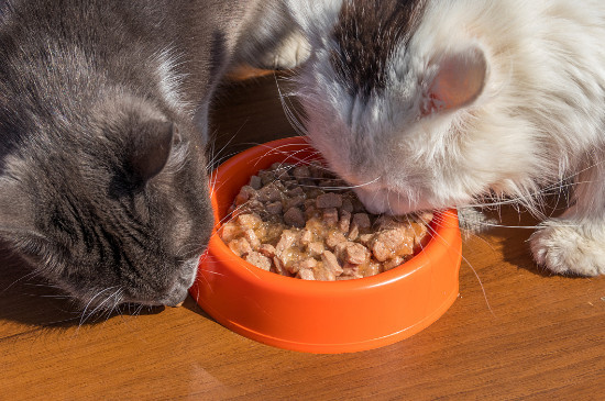 猫能吃生猪肉吗