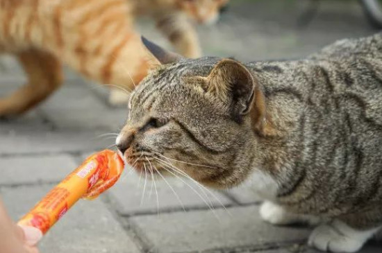 猫吃不吃火腿肠