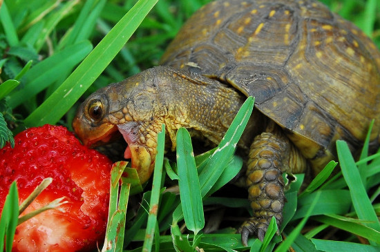 乌龟能吃蜗牛吗
